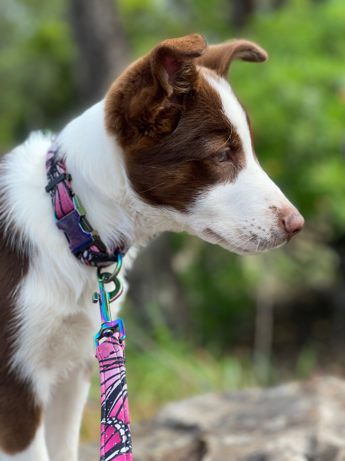 Spandex Dog Collar